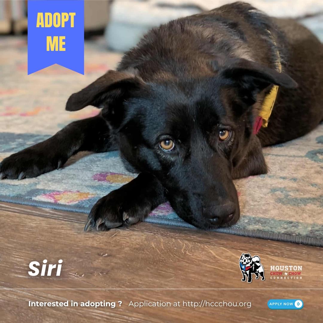 Siri Aka Shuri thumbnail 2