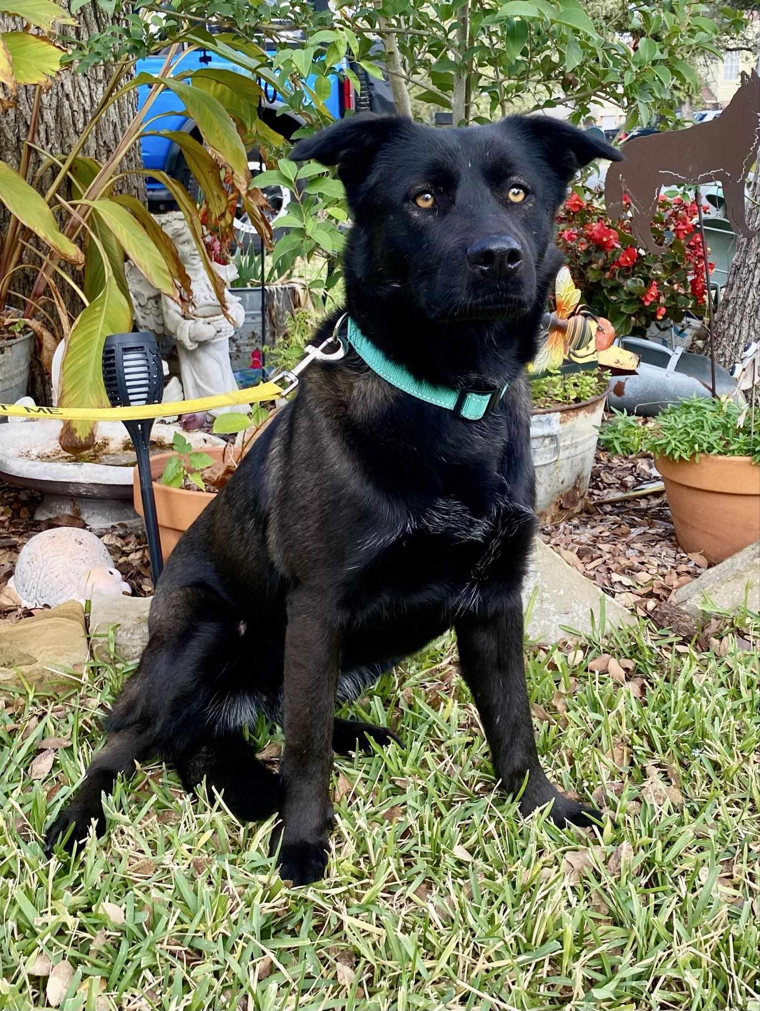 Enlarge Siri aka Shuri, a Adoptable mixed breed in Houston, TX image 3/4