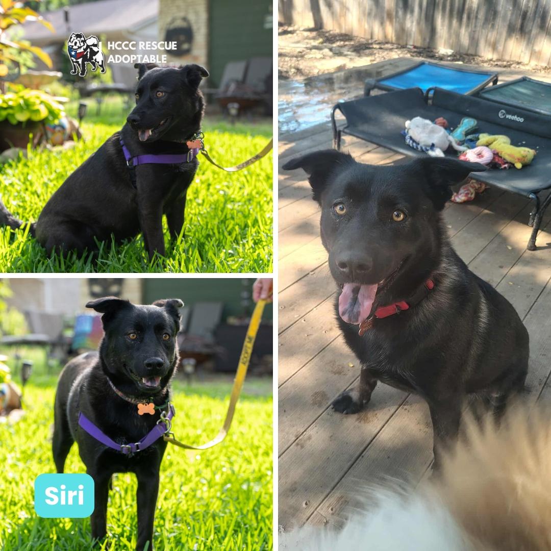 Siri Aka Shuri thumbnail 4