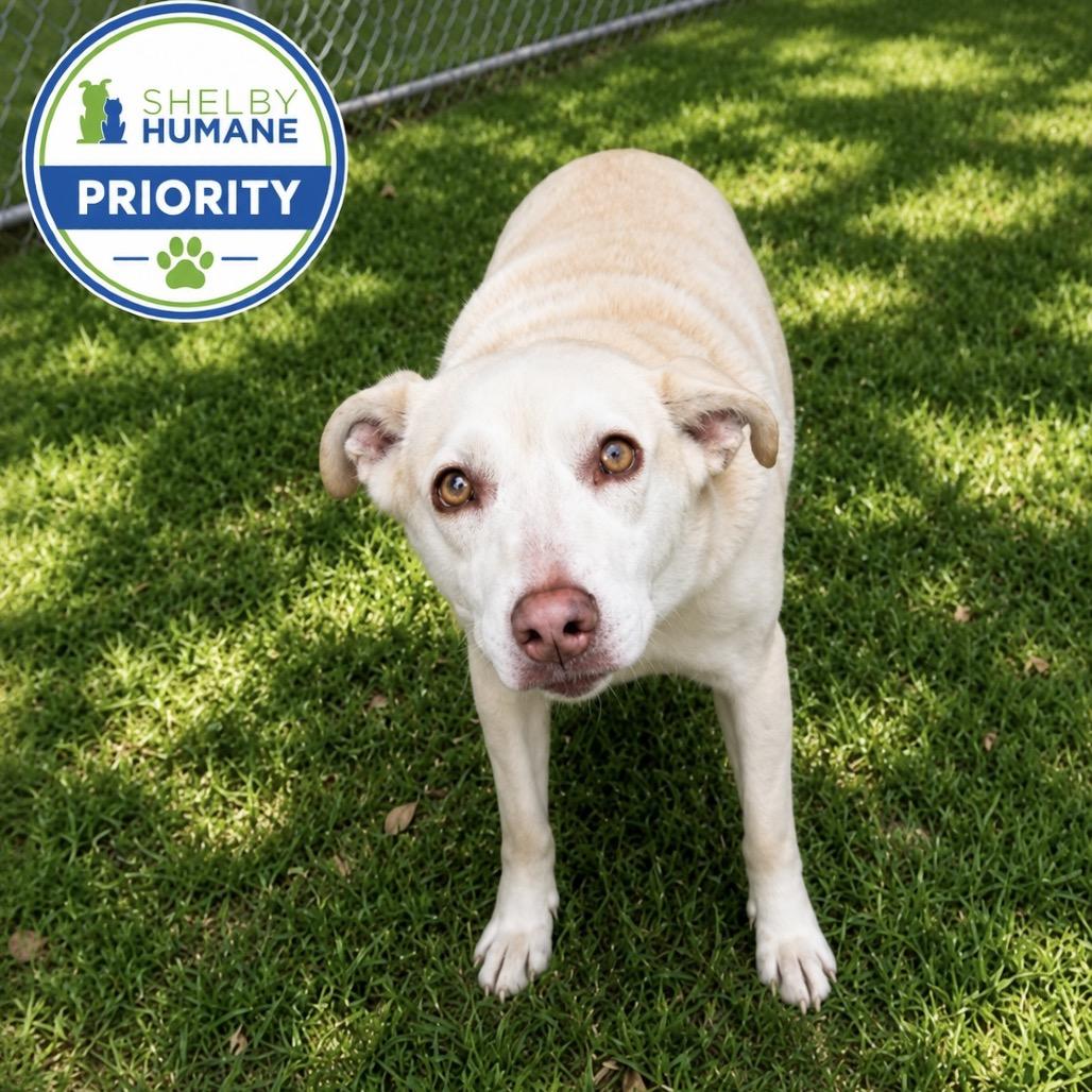 Sasha, Adoptable, Adult Female Mixed Breed.
