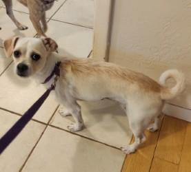 Enlarge Sadie, an adopted mixed breed in Prescott Valley, AZ image 1/1