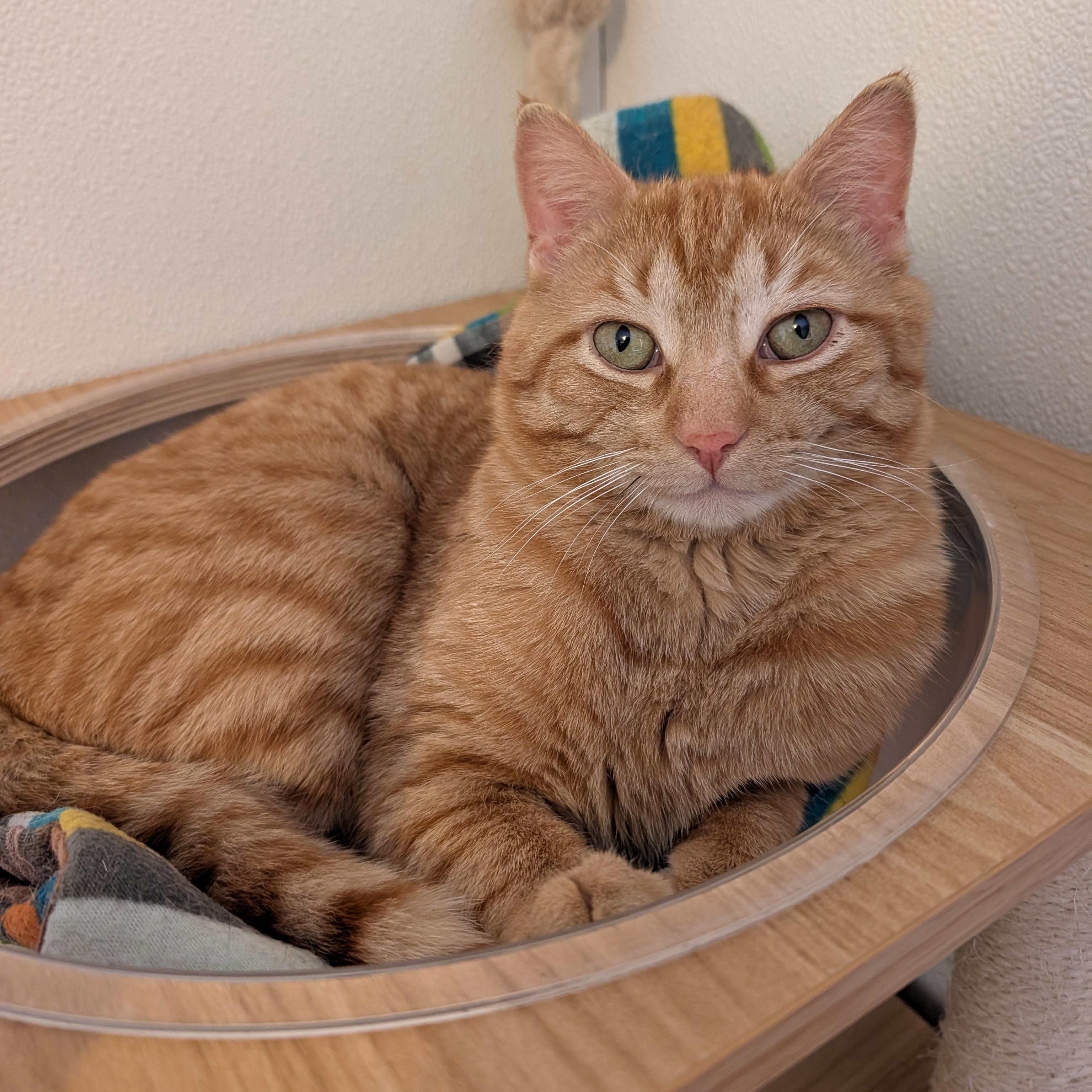 Enlarge Theodore, an adopted Tabby in Manistique, MI image 2/2