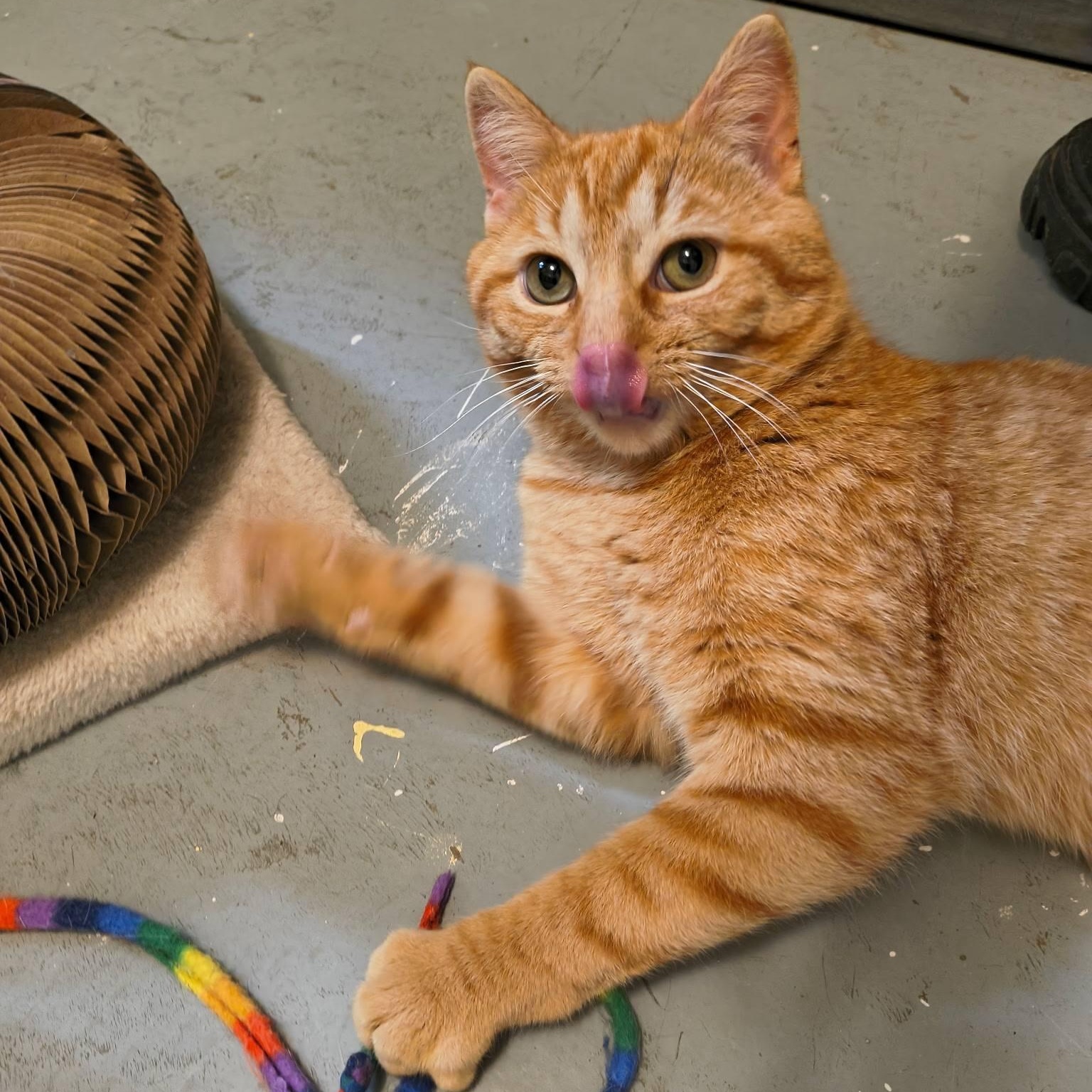 Theodore, ADOPTABLE, Young Male Tabby.