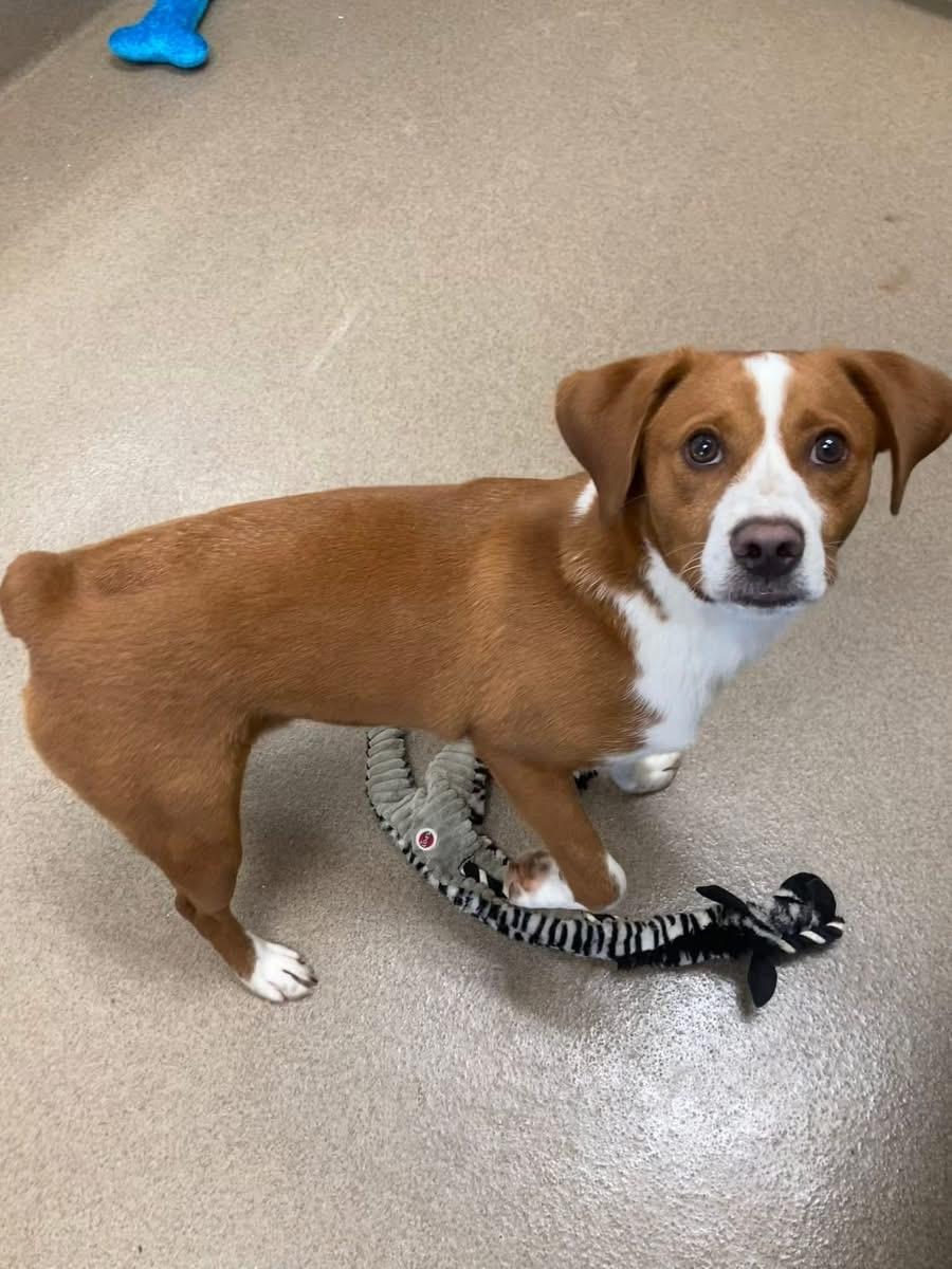 Jasper, ADOPTABLE, Young Male Beagle & Boxer.