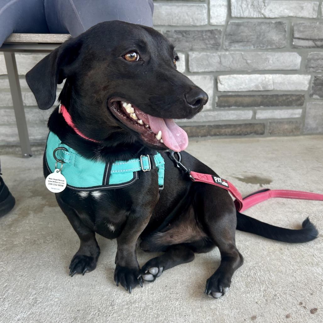 Enlarge Darby, a Adoptable mixed breed in Opelika, AL image 1/6