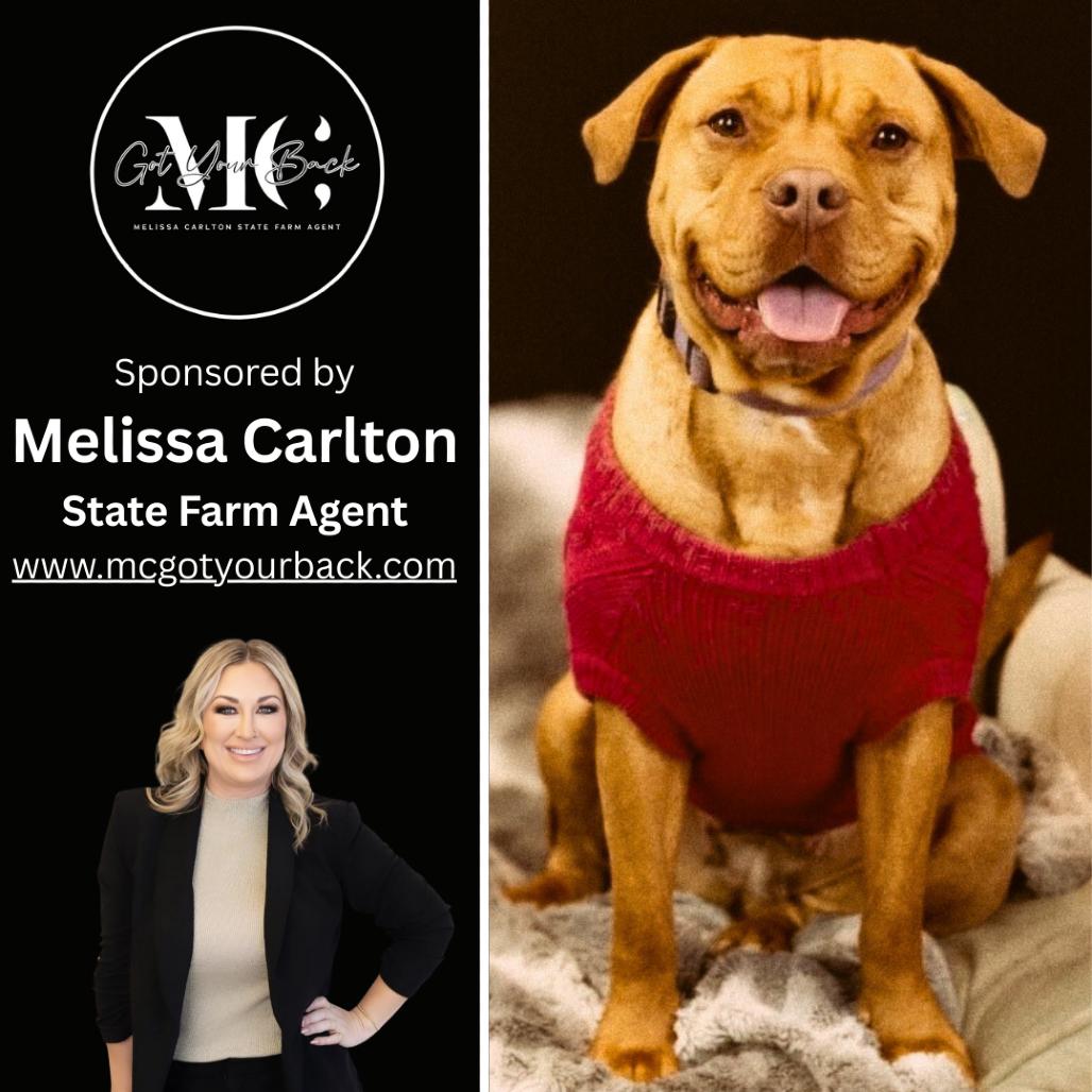 Enlarge Alliyah, a Adoptable Pit Bull Terrier in East Saint Louis, IL image 1/6