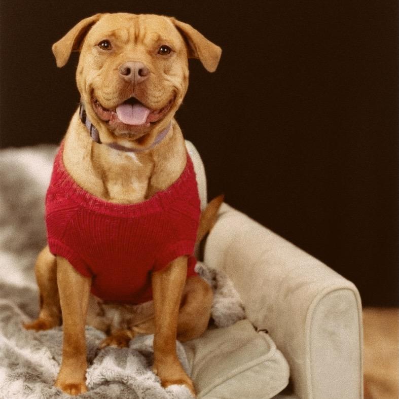 Alliyah, Adoptable, Adult Female Pit Bull Terrier.