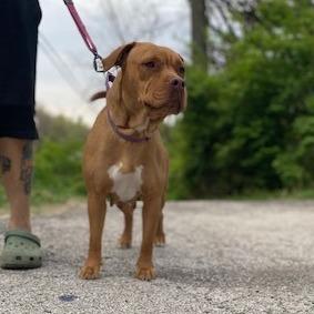 Enlarge Alliyah, a Adoptable Pit Bull Terrier in East Saint Louis, IL image 2/6