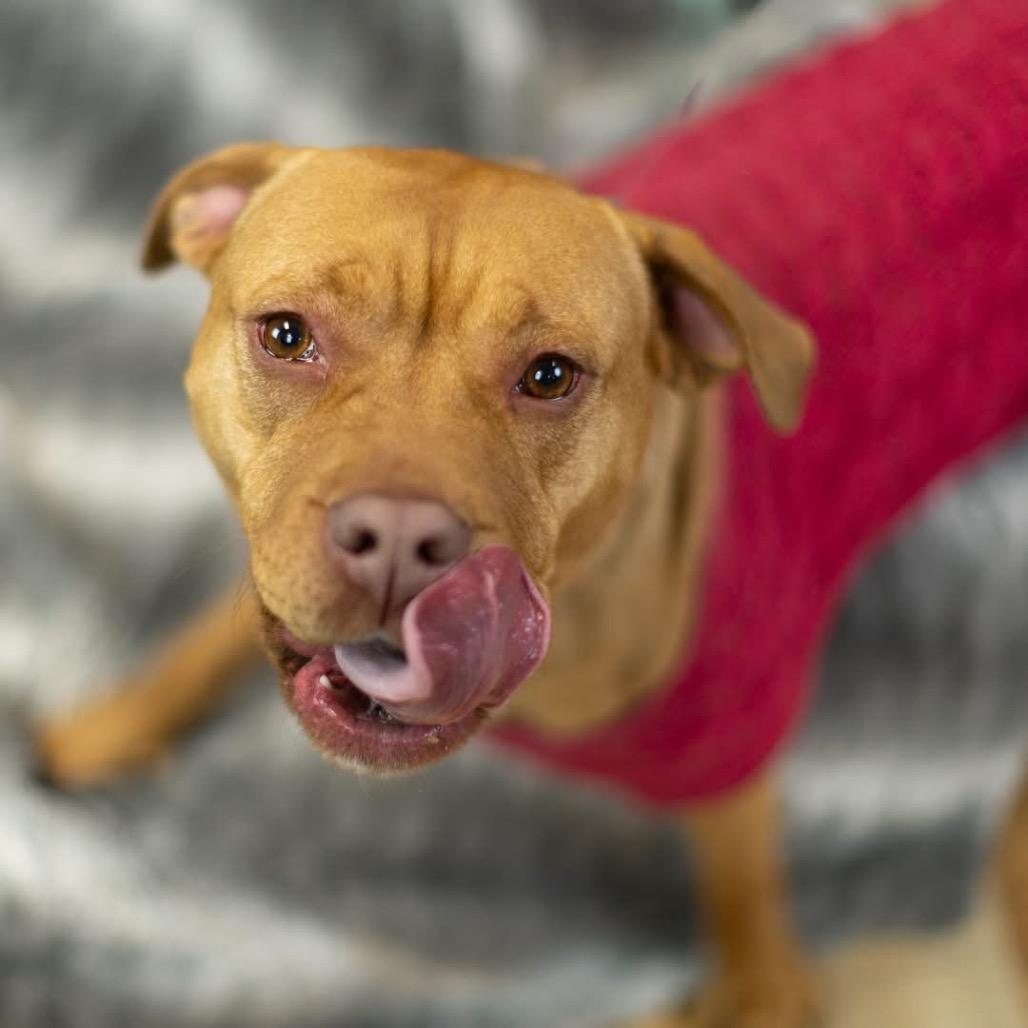Enlarge Alliyah (Sponsored), a Adoptable Pit Bull Terrier in East Saint Louis, IL image 2/6