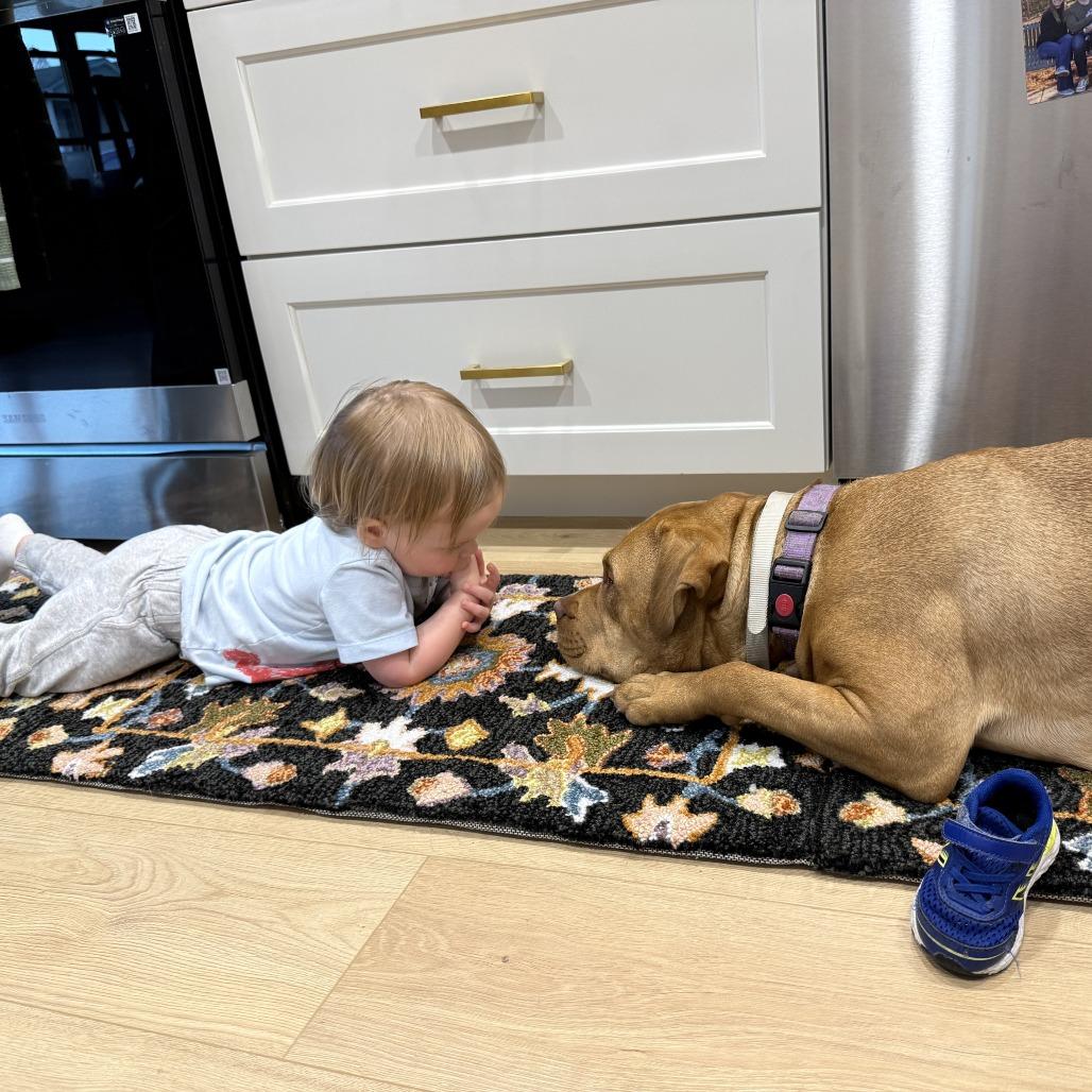 Enlarge Alliyah (Sponsored), a Adoptable Pit Bull Terrier in East Saint Louis, IL image 4/6