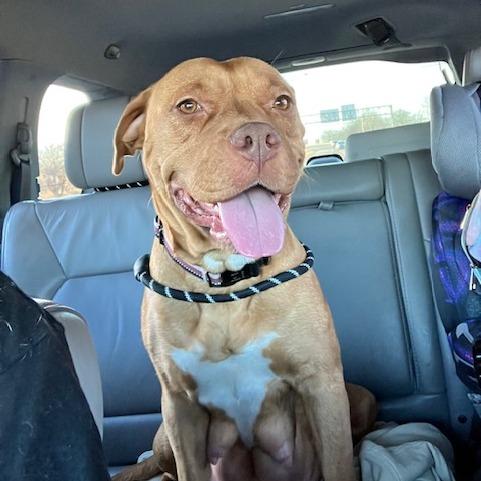 Enlarge Alliyah, a Adoptable Pit Bull Terrier in East Saint Louis, IL image 3/6