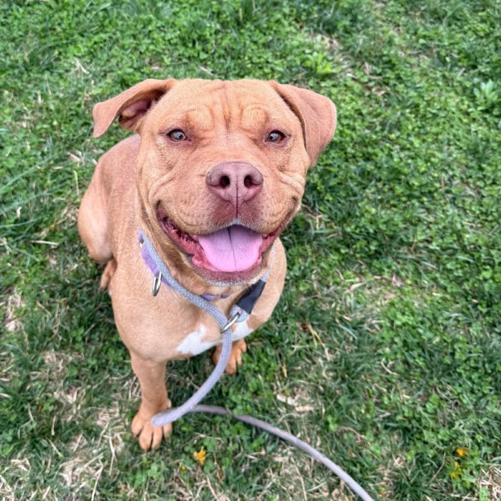 Enlarge Alliyah, a Adoptable Pit Bull Terrier in East Saint Louis, IL image 4/6