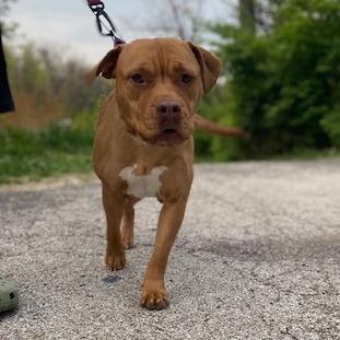 Enlarge Alliyah, a Adoptable Pit Bull Terrier in East Saint Louis, IL image 5/6