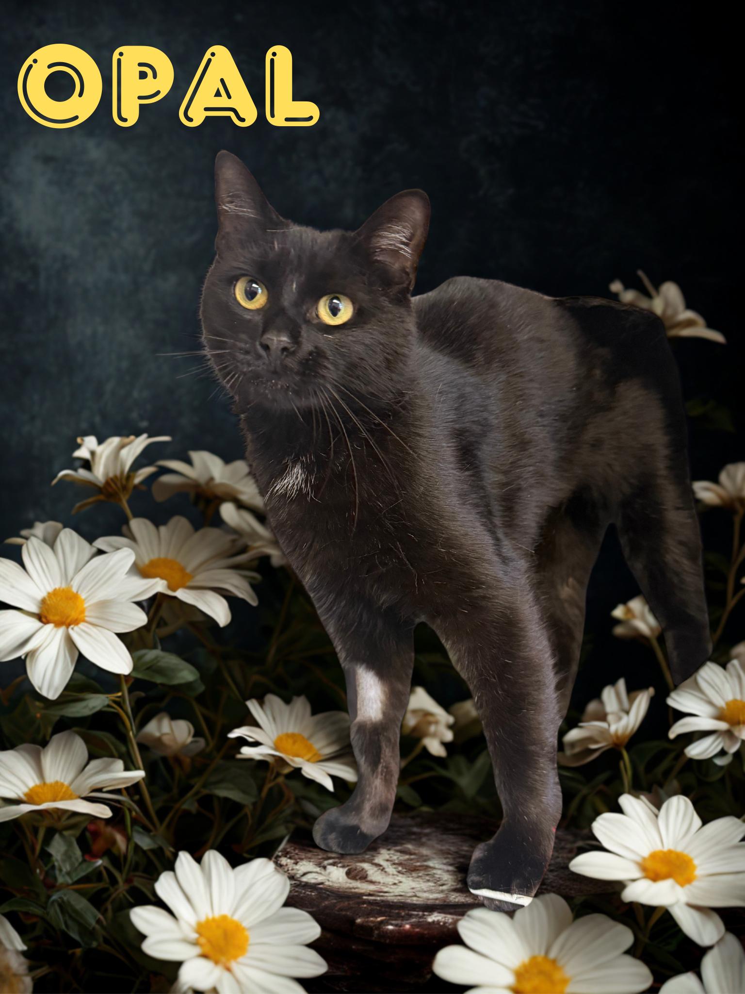 Opal, ADOPTABLE, Adult Female Domestic Short Hair.