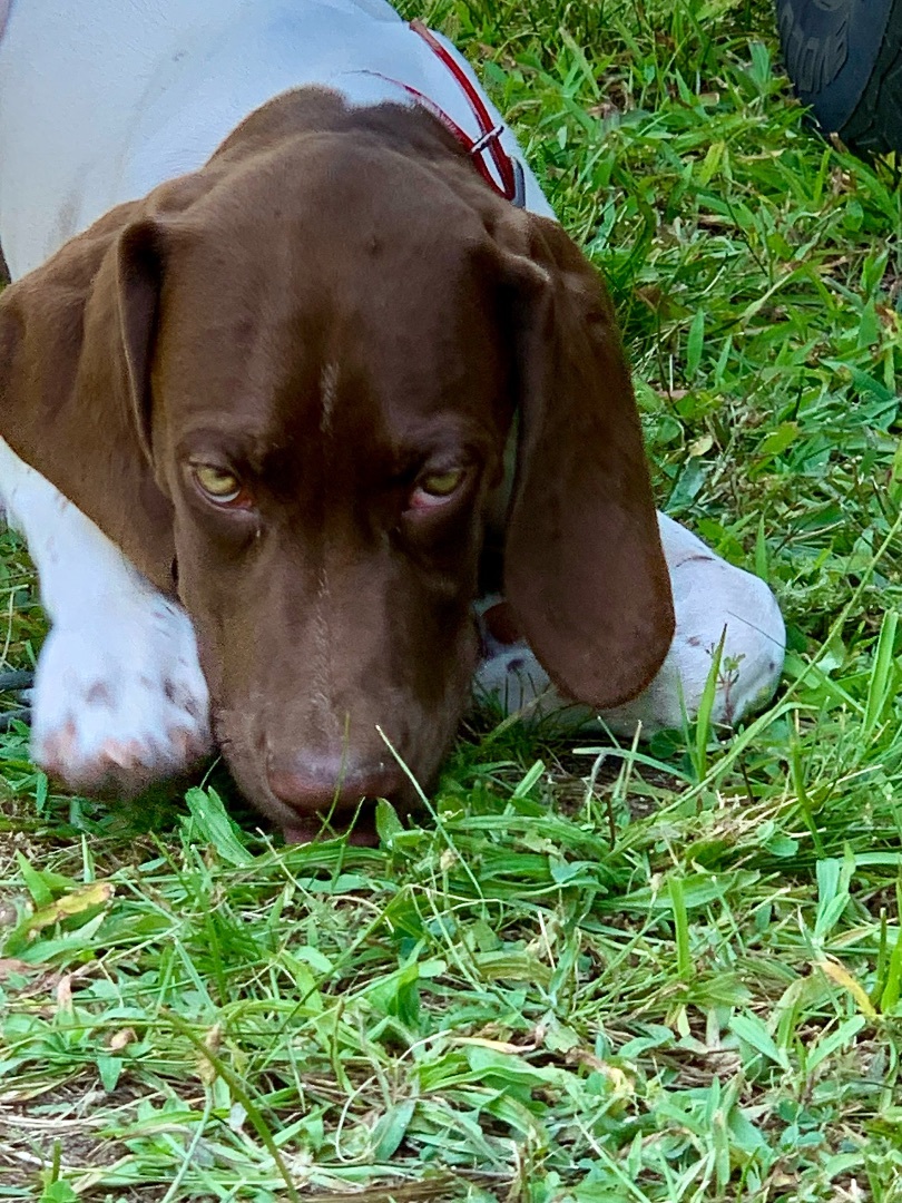 Enlarge Rex, a Adopted German Shorthaired Pointer in Holbrook, NY image 1/4
