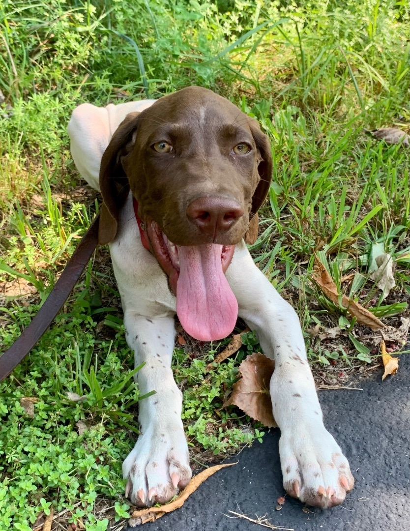 Enlarge Rex, a Adopted German Shorthaired Pointer in Holbrook, NY image 2/4