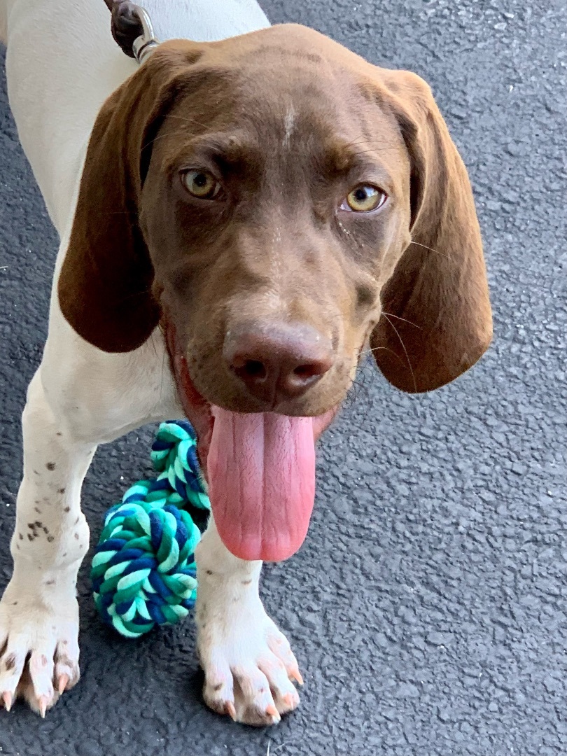 Enlarge Rex, a Adopted German Shorthaired Pointer in Holbrook, NY image 3/4