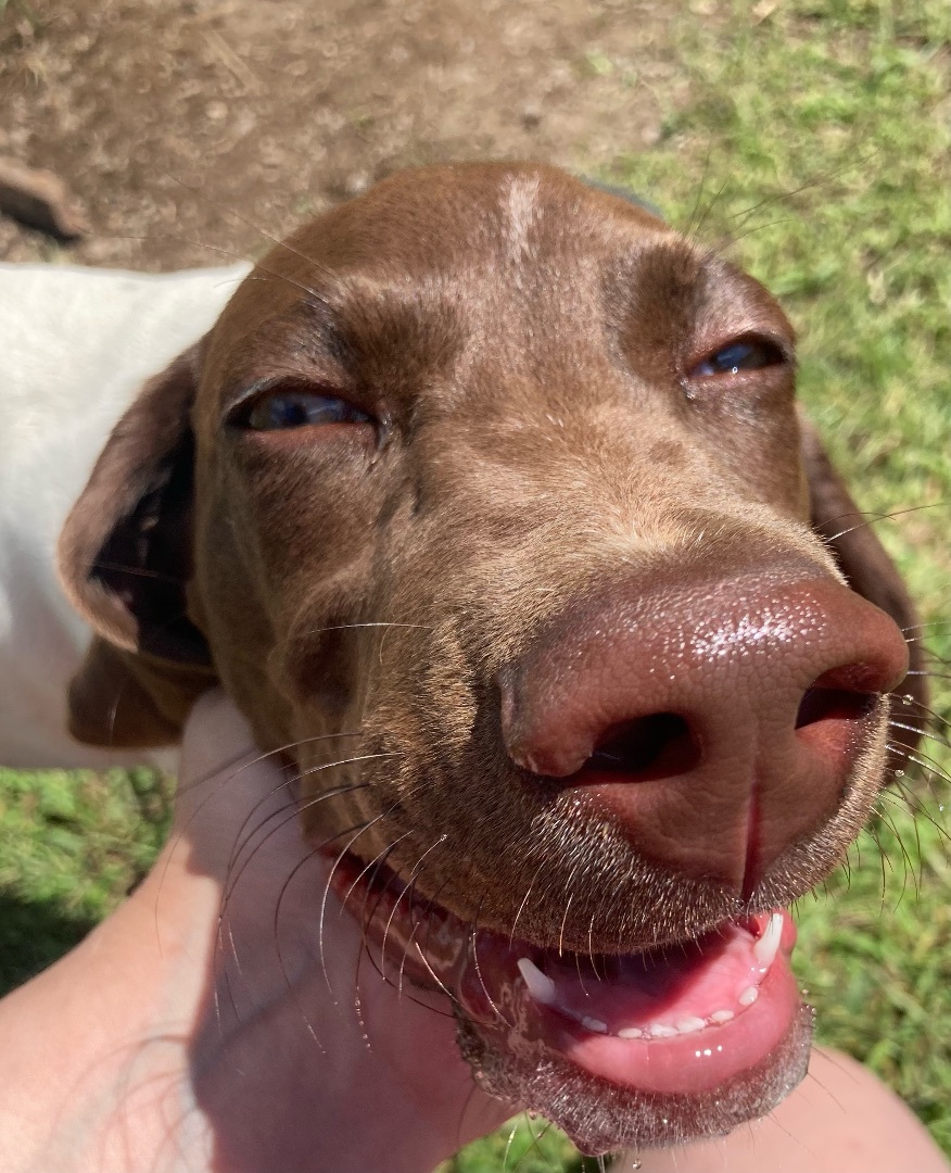 Enlarge Rex, a Adopted German Shorthaired Pointer in Holbrook, NY image 4/4