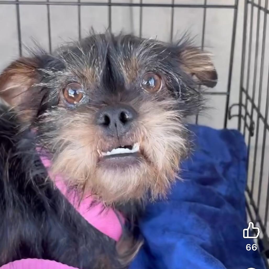 Toofers, Adoptable, Young Male Yorkshire Terrier & Miniature Schnauzer.