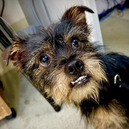 Enlarge Toofers, a Adoptable mixed breed in Potomac, MD image 2/5