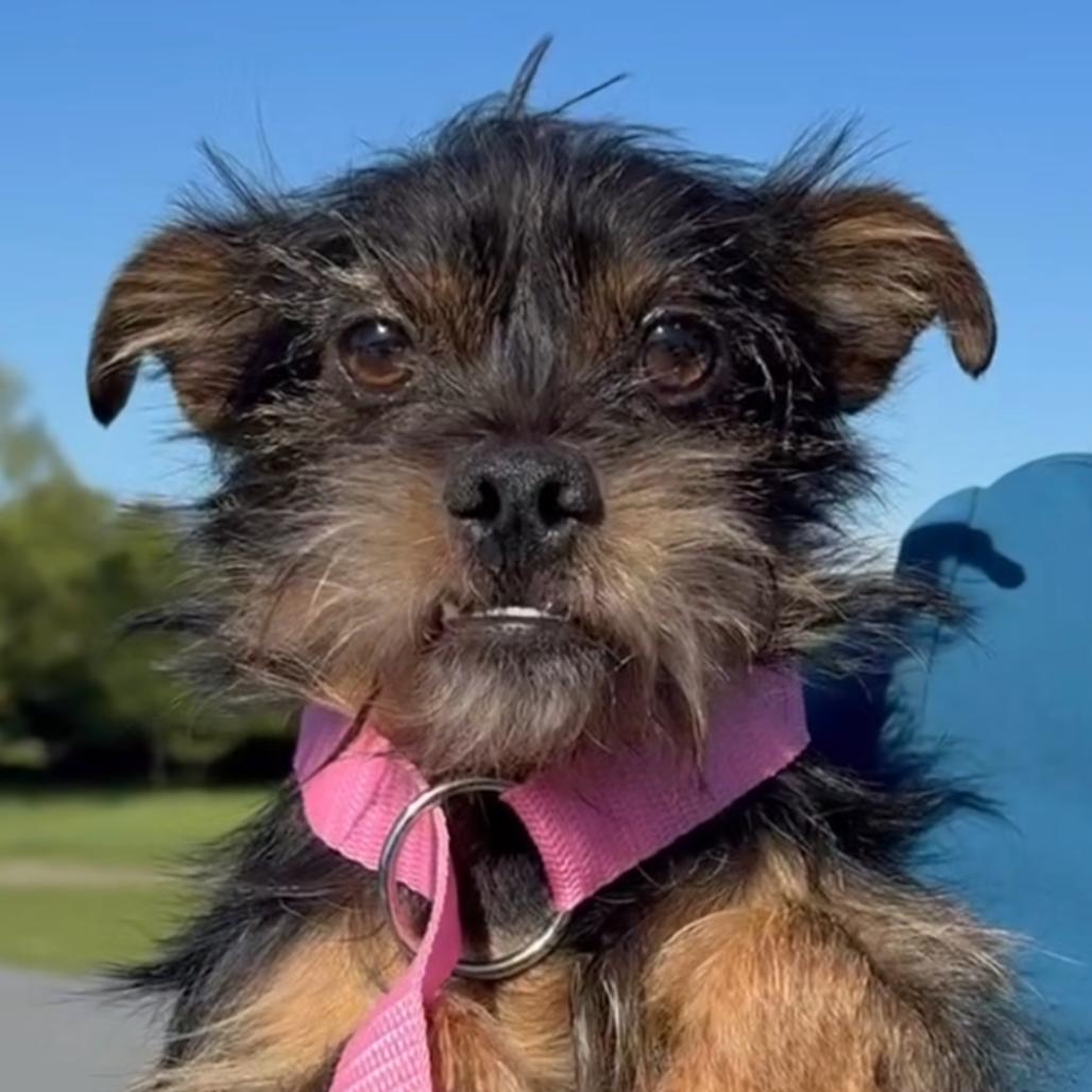 Enlarge Toofers, a Adoptable mixed breed in Potomac, MD image 3/5