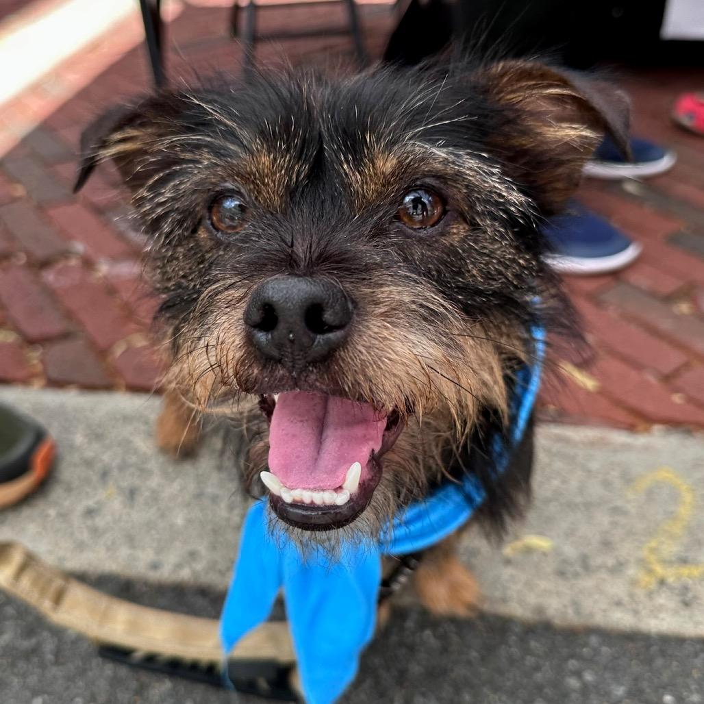 Enlarge Toofers, a Adoptable mixed breed in Potomac, MD image 4/5