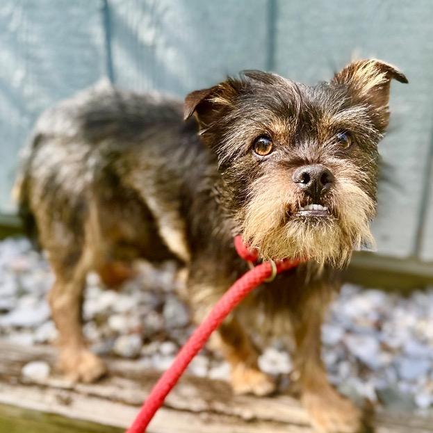 Enlarge Toofers, a Adoptable mixed breed in Potomac, MD image 5/5