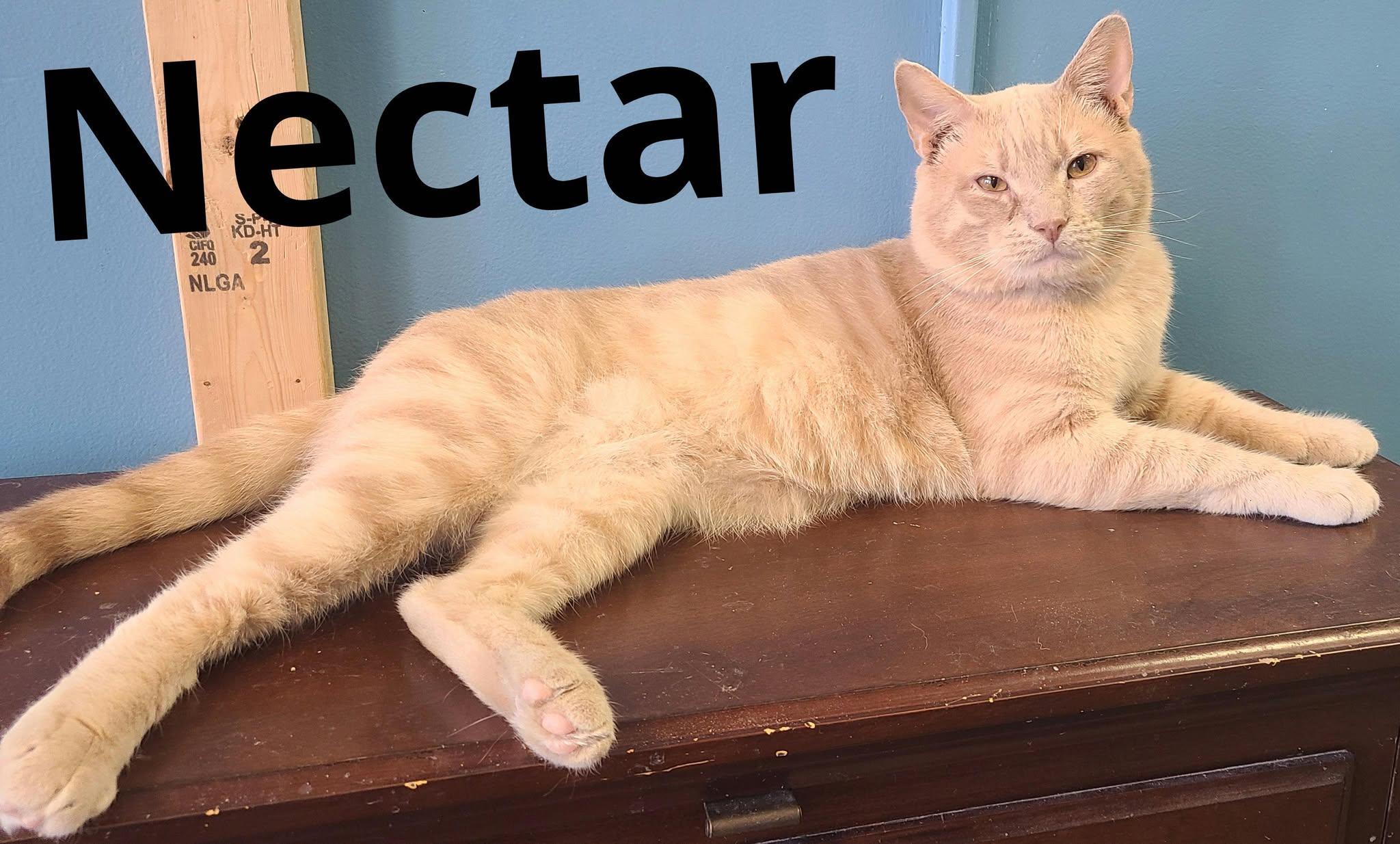 Nectar, Young Male Domestic Short Hair