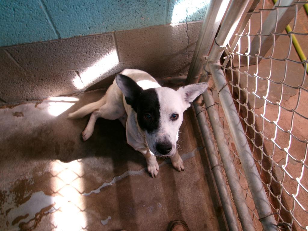 Shelby, Adoptable, Young Female Cattle Dog.