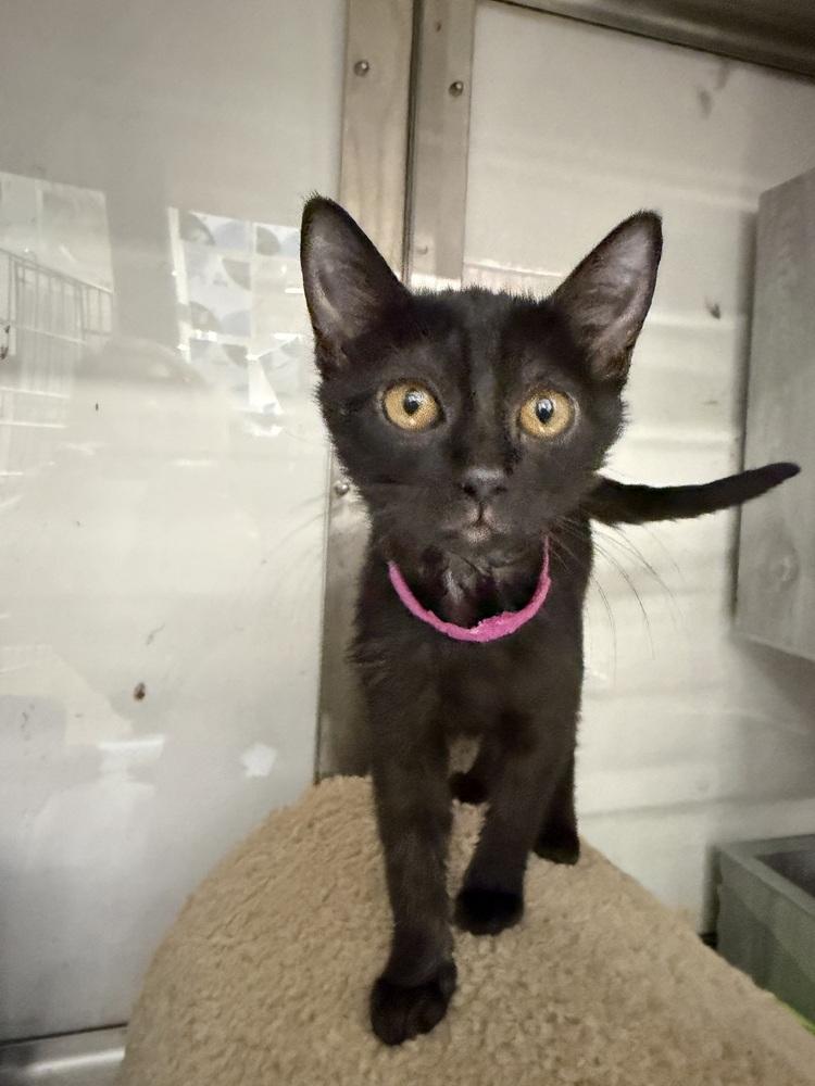 Lune, Adoptable, Kitten Female Domestic Short Hair.