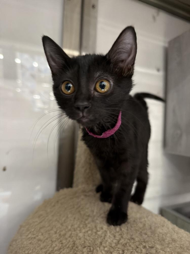 Enlarge Lune, a Adoptable Domestic Short Hair in Orlando, FL image 2/3