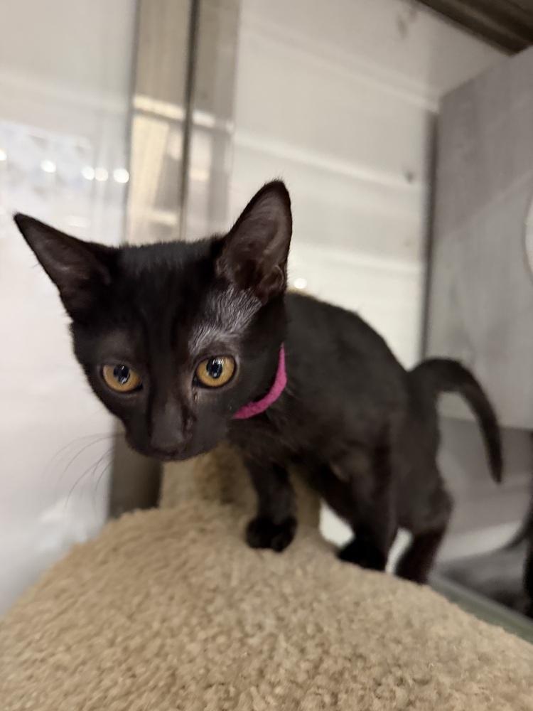 Enlarge Lune, a Adoptable Domestic Short Hair in Orlando, FL image 3/3