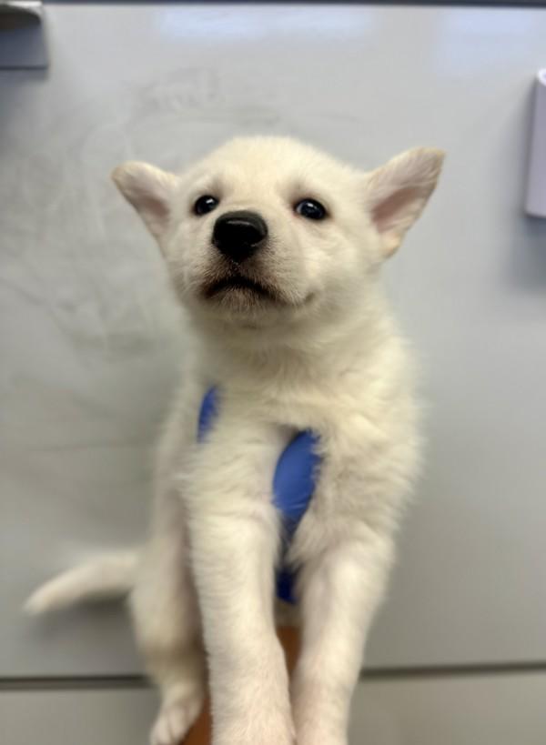 Agatha, Adoptable, Puppy Female Siberian Husky.
