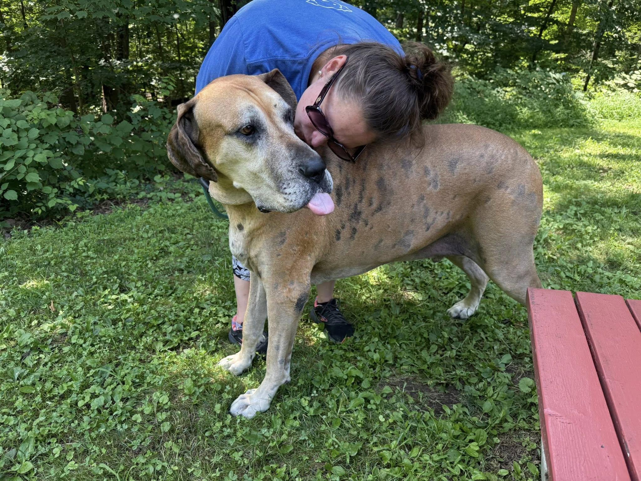 Enlarge Frederick Lamar, a Adoptable Great Dane in Perkasie, PA image 1/6
