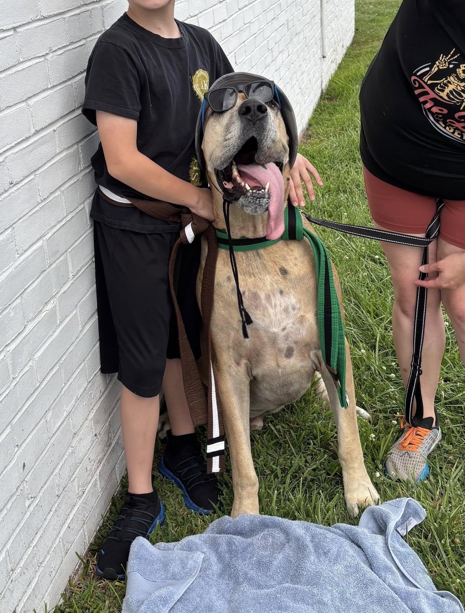 Enlarge Frederick Lamar, a Adoptable Great Dane in Perkasie, PA image 2/6