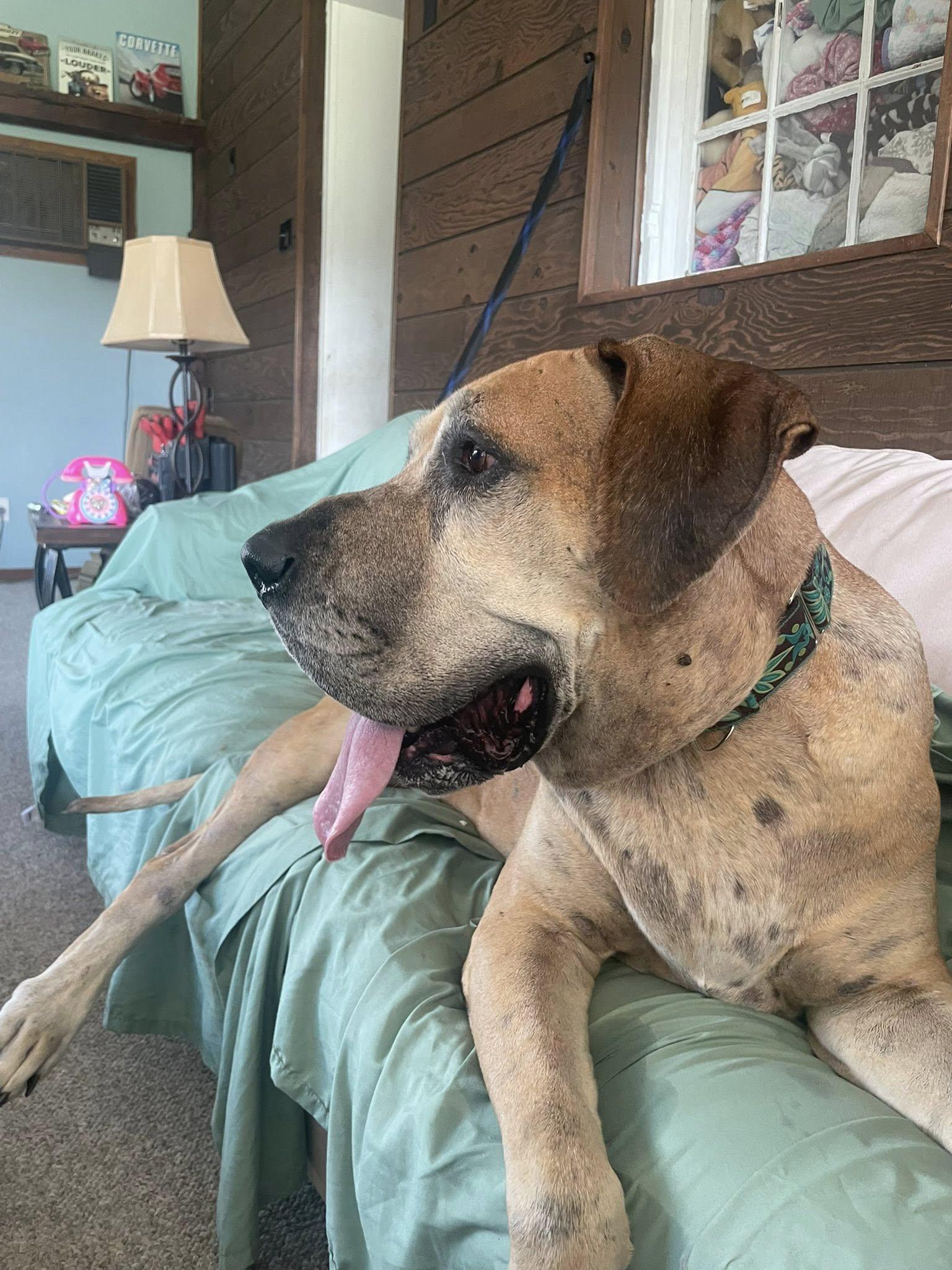 Enlarge Frederick Lamar, a Adoptable Great Dane in Perkasie, PA image 3/6