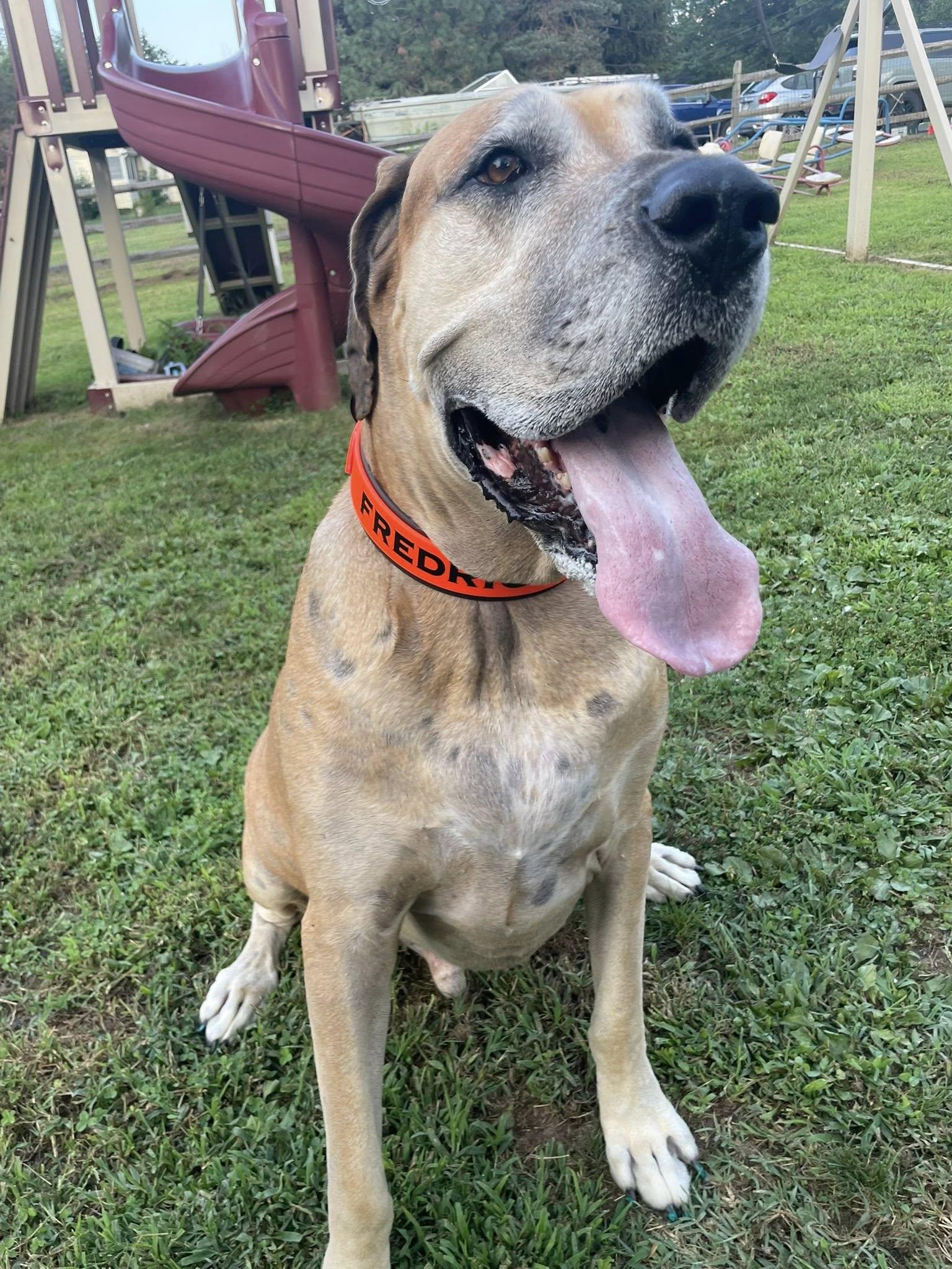 Enlarge Frederick Lamar, a Adoptable Great Dane in Perkasie, PA image 4/6