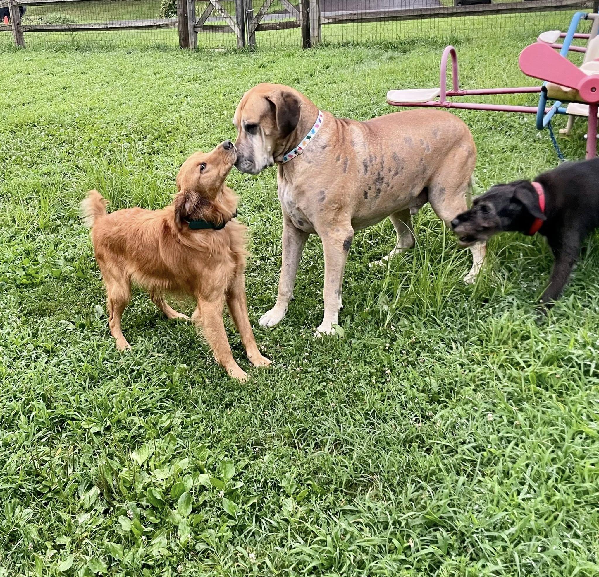 Frederick Lamar, Adoptable, Senior Male Great Dane.