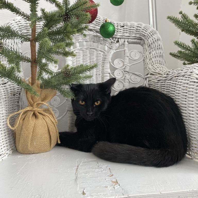 Crispo 55329, Adoptable, Young Female Domestic Short Hair.