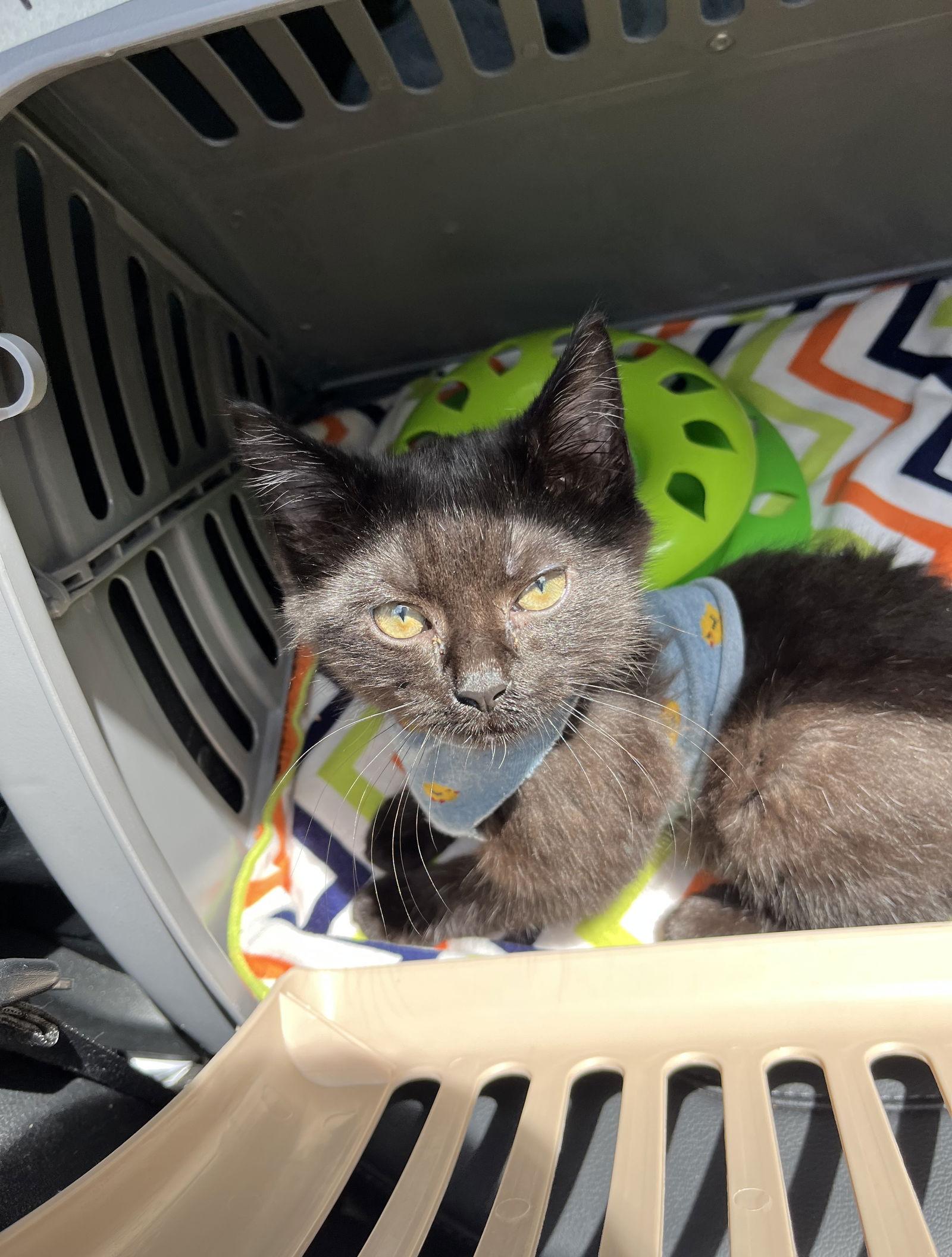 Wisp, Adoptable, Kitten Male Domestic Medium Hair.