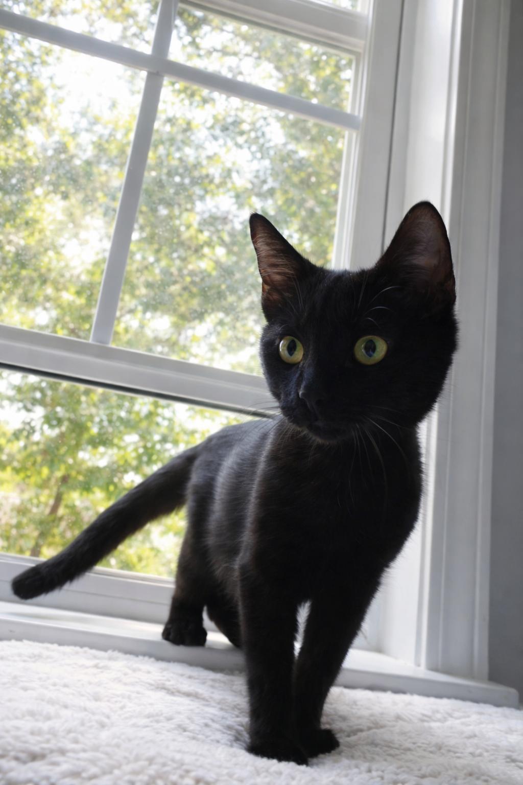 Enlarge Wisp, a Adoptable Domestic Medium Hair in Nashville, TN image 2/3