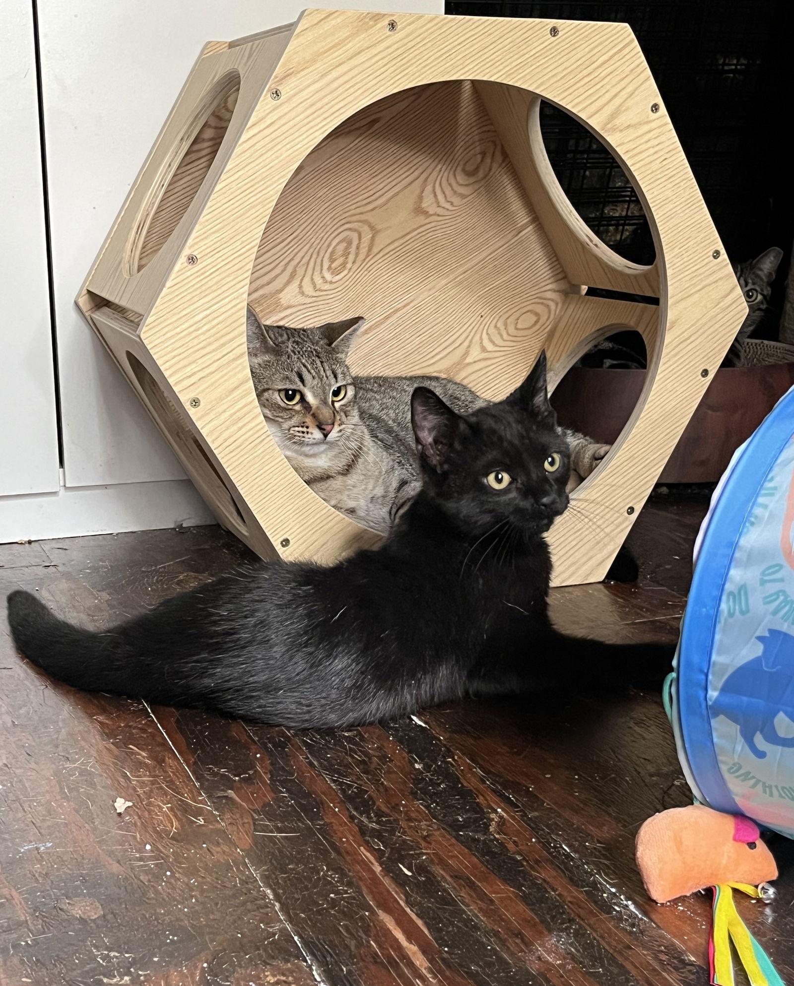 Enlarge Wisp, a Adoptable Domestic Medium Hair in Nashville, TN image 3/3