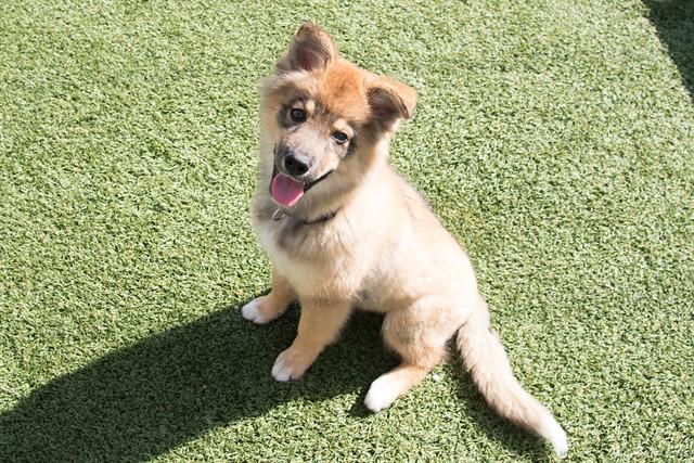 Enlarge PICKLES, a Adoptable German Shepherd Dog in Santa Monica, CA image 1/1