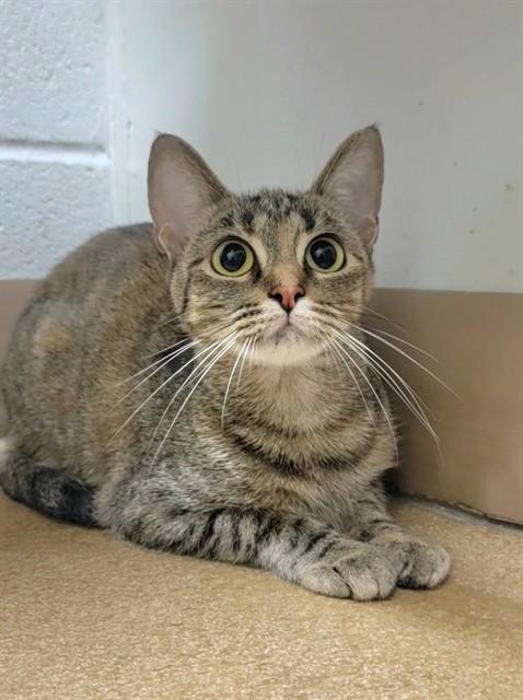 CATAMARI, Adoptable, Young Female Domestic Short Hair.