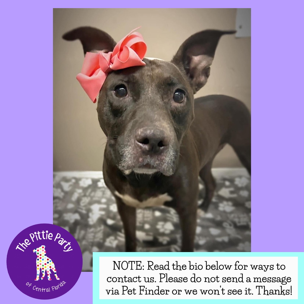 Joulz, Adoptable, Adult Female Pit Bull Terrier.