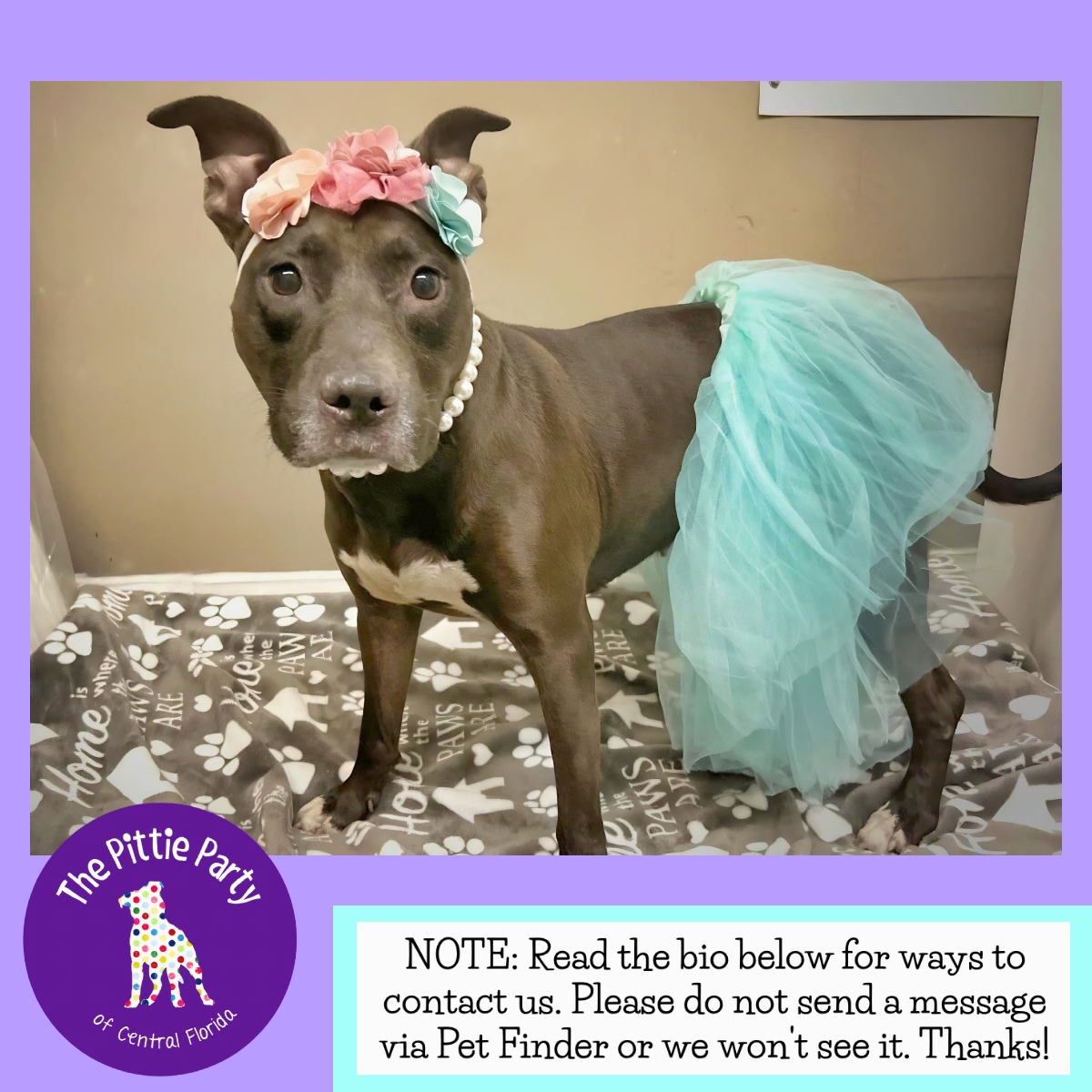 Enlarge Joulz, a Adoptable Pit Bull Terrier in Kissimmee, FL image 2/5