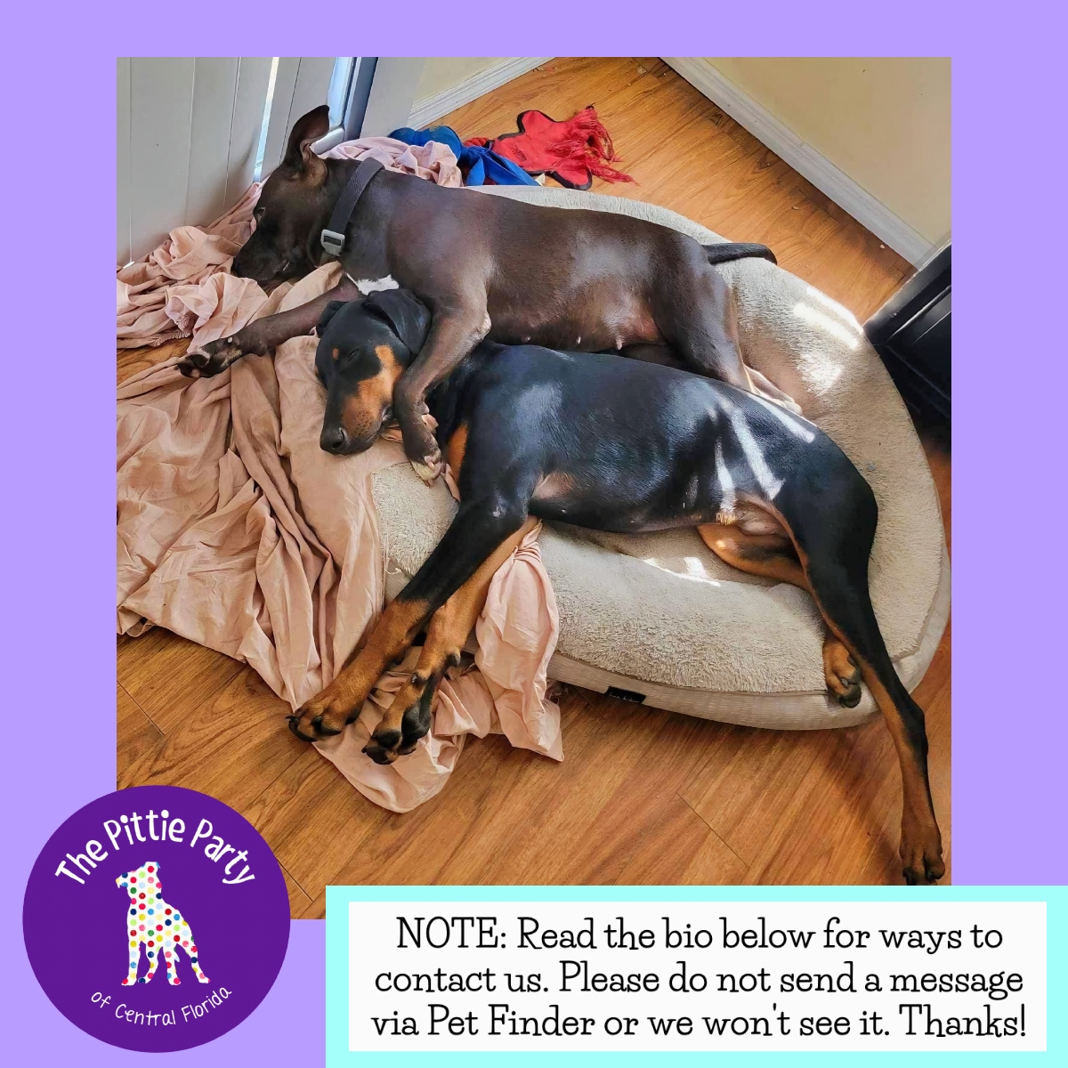 Enlarge Joulz, a Adoptable Pit Bull Terrier in Kissimmee, FL image 3/5