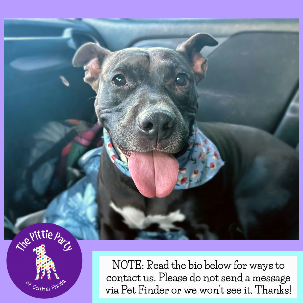 Enlarge Joulz, a Adoptable Pit Bull Terrier in Kissimmee, FL image 4/5