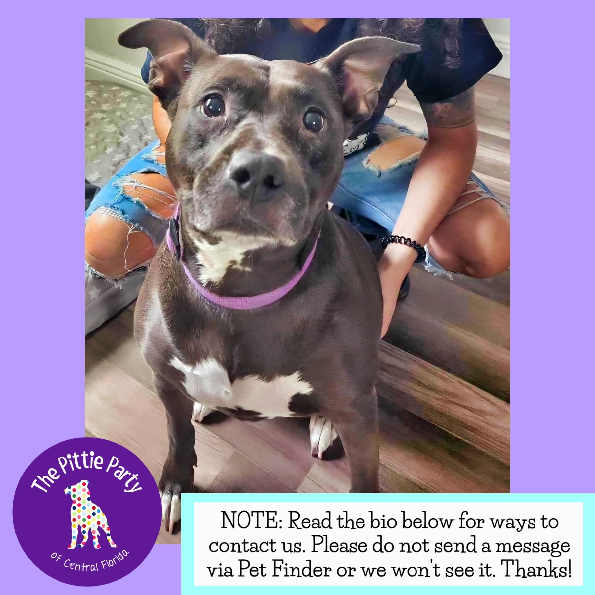 Enlarge Joulz, a Adoptable Pit Bull Terrier in Kissimmee, FL image 5/5