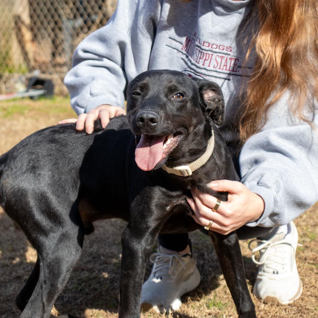 Enlarge Graham, a Adoptable mixed breed in Nashville, TN image 1/6